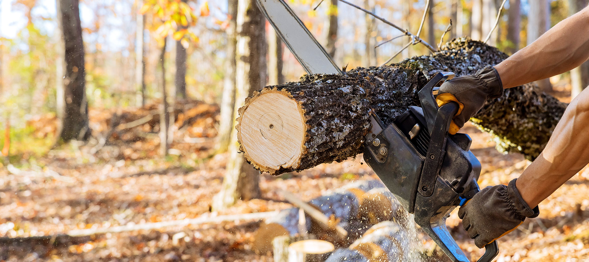 Professional Tree Service cutting a log with a chainsaw