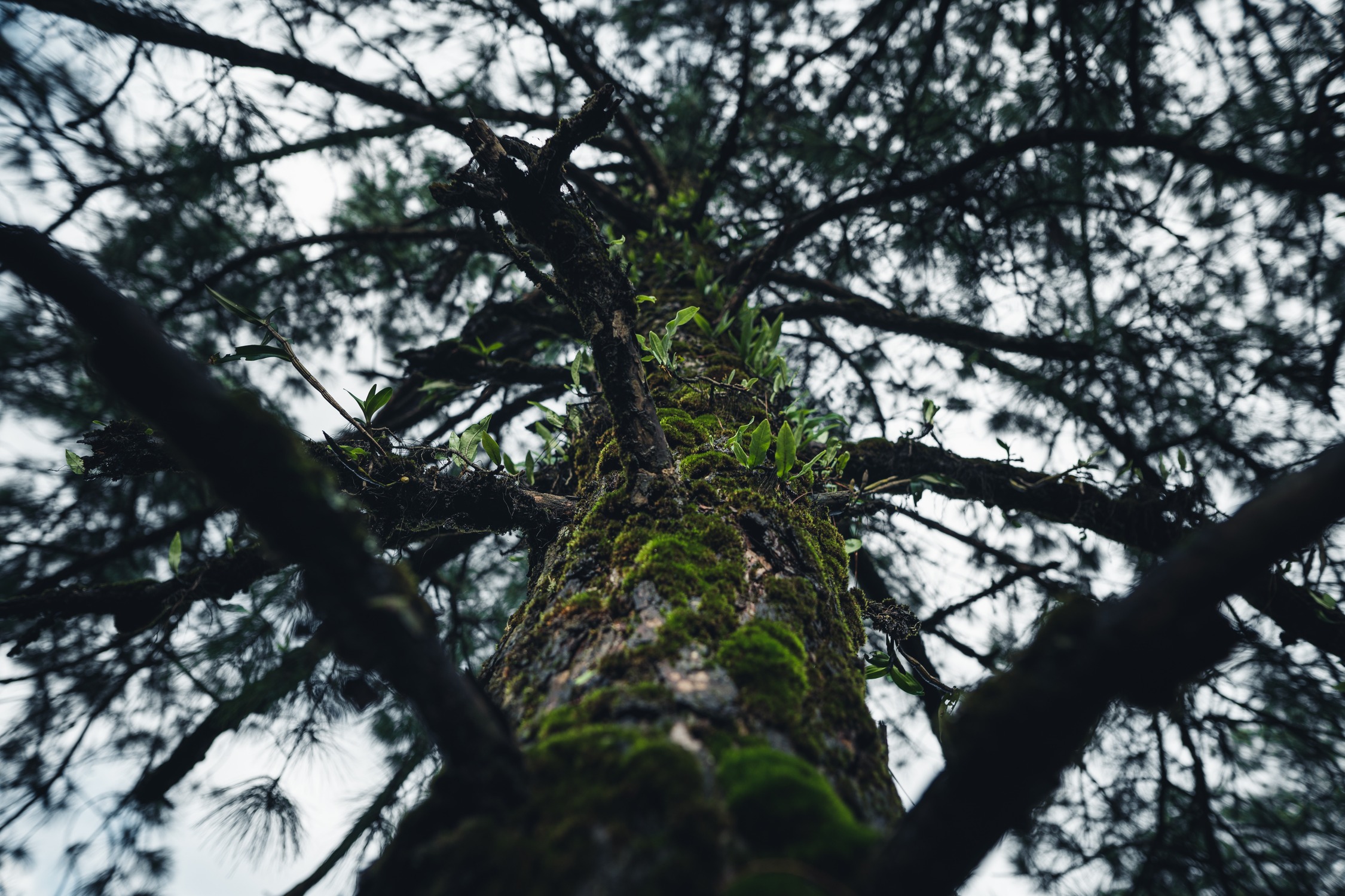 A sick tree requiring sick tree treatment.