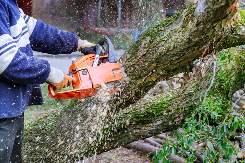 An image of a worker performing storm damage tree removal on a tree impacted by Chattanooga storms.