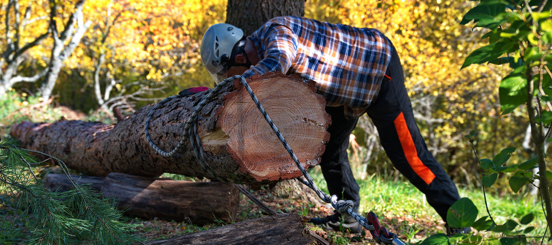 Our East Ridge professional tree service includes the removal of trees.