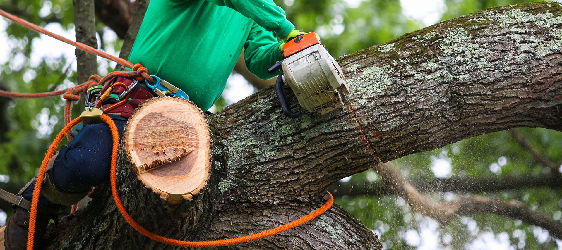 Our Harrison TN professional tree service takes apart trees bit by bit from the top down.
