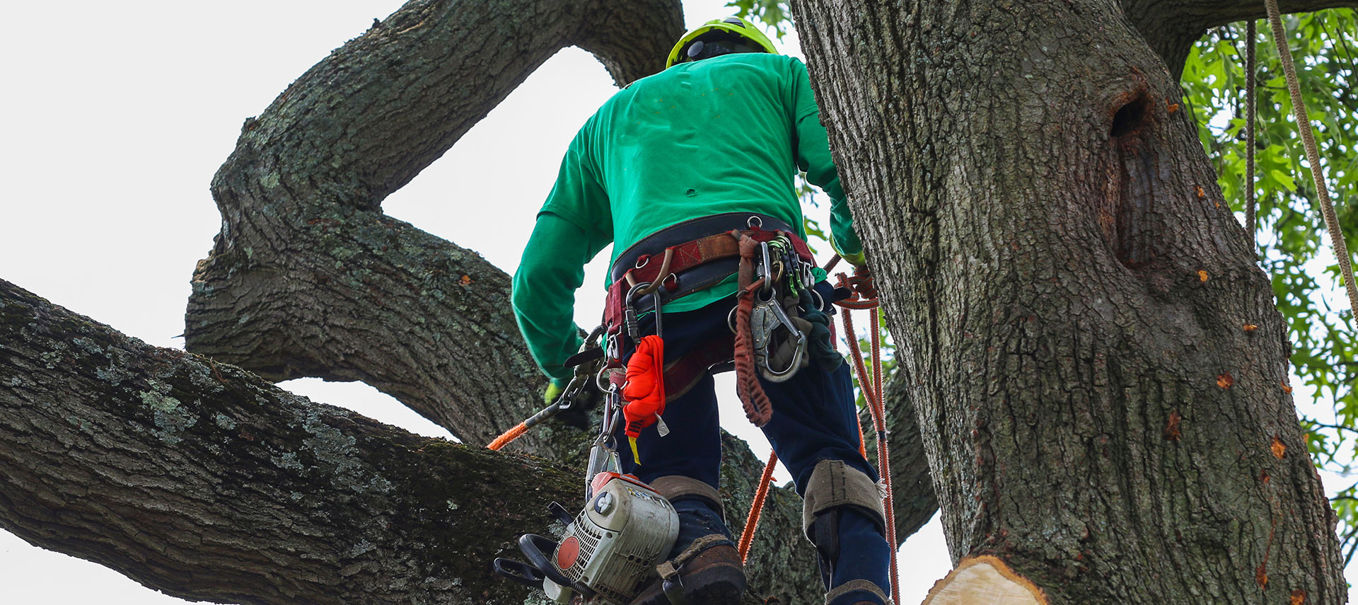 Our Lookout Mountain professional tree service uses a variety of tools to ensure efficient and safe removals