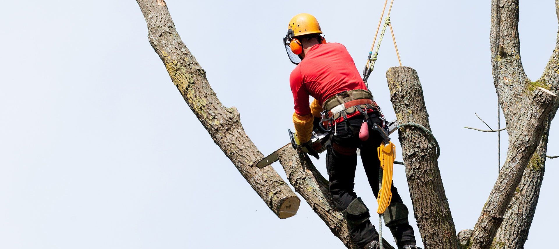 Our Soddy Daisy professional tree service can remove trees from any angle.