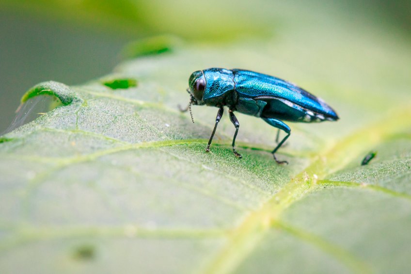 Blue bug sitting on green leaf with common problems with ash trees in Chattanooga