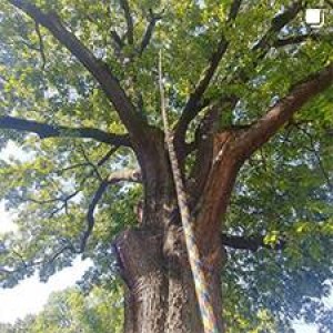 Chattanooga Tree Pruning & Care