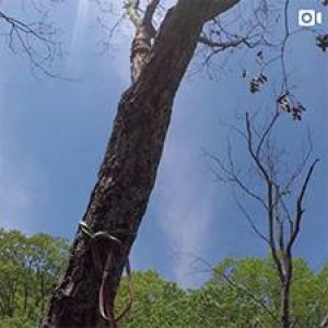 Chattanooga Stump Grinding tree