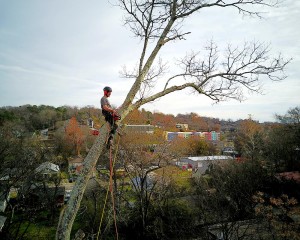 man performing tree removal in Chattanooga