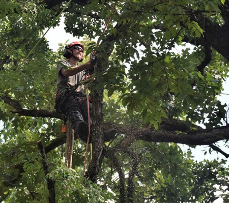 High-Risk Tree Removal Service
