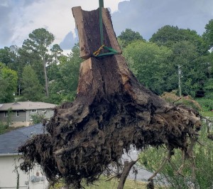 Tree Storm Damage